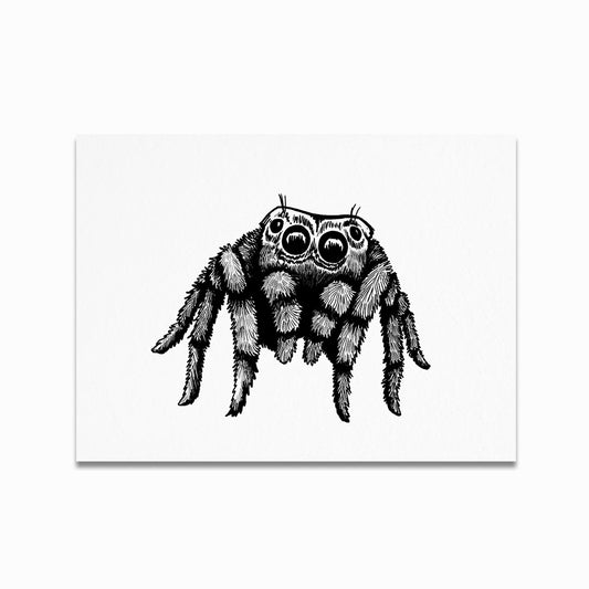 Jumping Spider Print