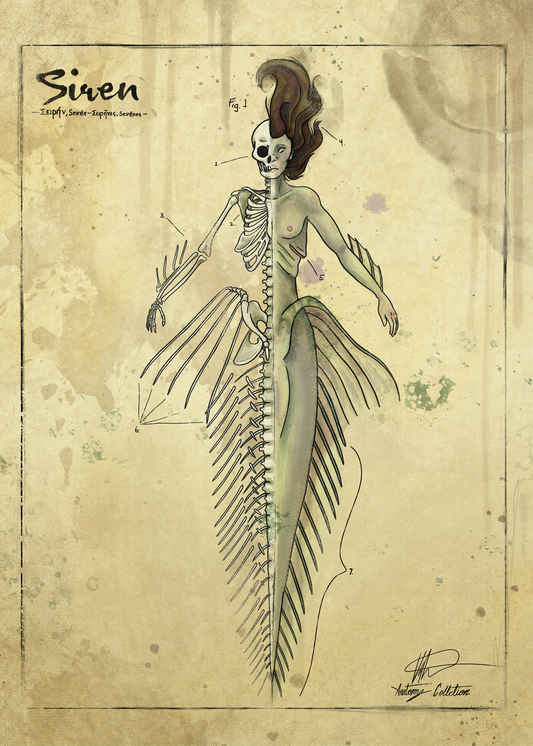 Siren Anatomy Print