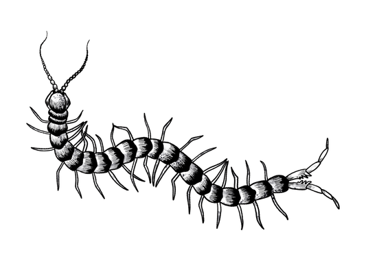 Centipede Print